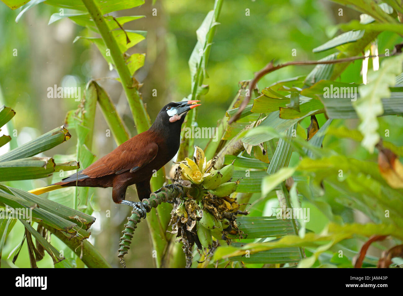 Montezuma Oropendola (Psarocolius montezuma) arroccato su piante di banana stelo mangiare la frutta, Costa Rica, Marzo Foto Stock