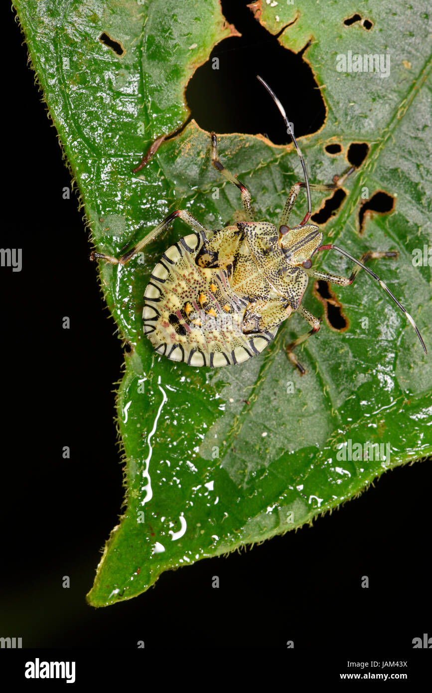 Il fetore Bug, Hemiptera, Costa Rica, Marzo Foto Stock