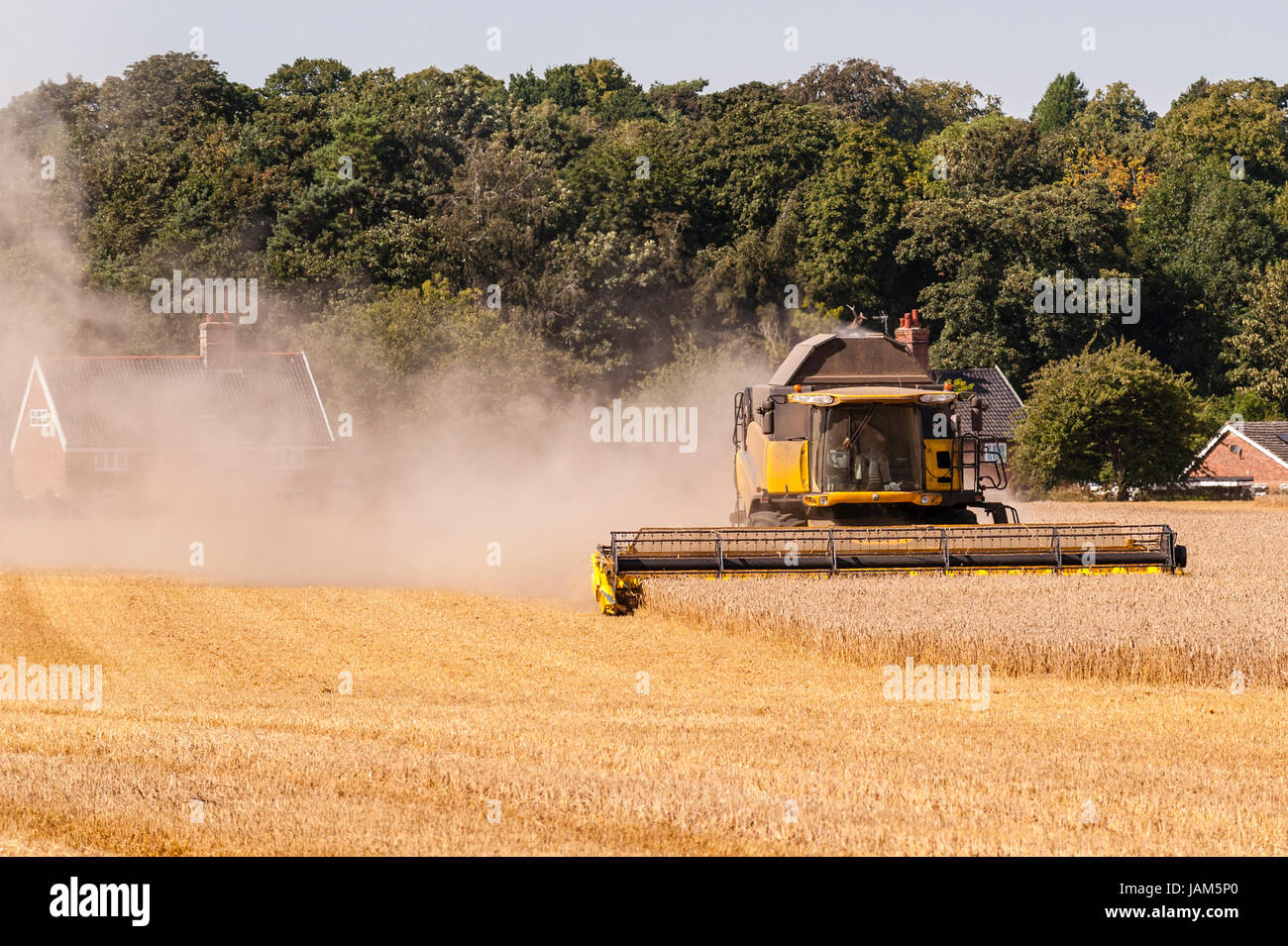 New Holland Mietitrebbia mais di taglio in un campo in Norfolk , Inghilterra , Inghilterra , Regno Unito Foto Stock