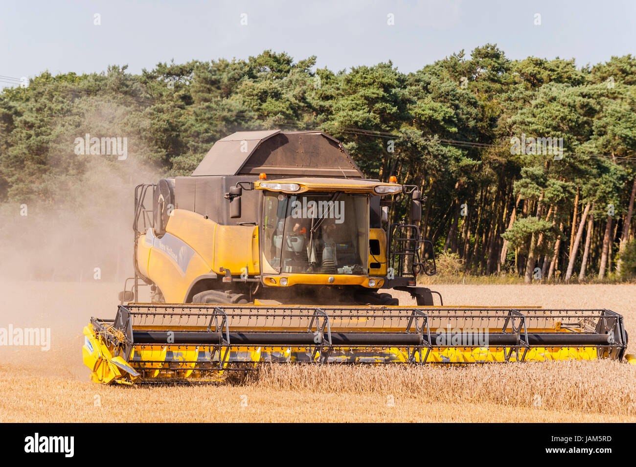 New Holland Mietitrebbia mais di taglio in un campo in Norfolk , Inghilterra , Inghilterra , Regno Unito Foto Stock