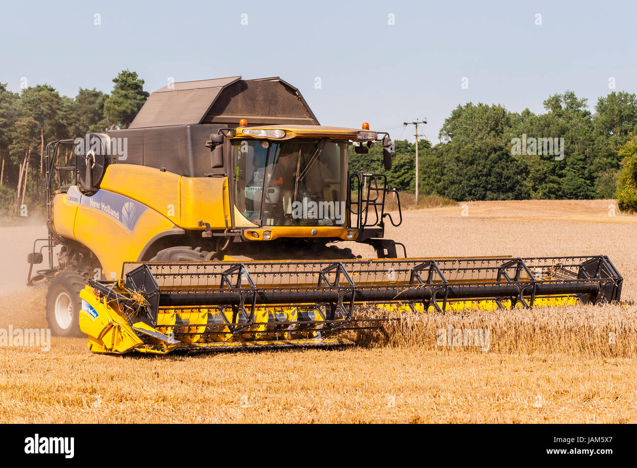New Holland Mietitrebbia mais di taglio in un campo in Norfolk , Inghilterra , Inghilterra , Regno Unito Foto Stock