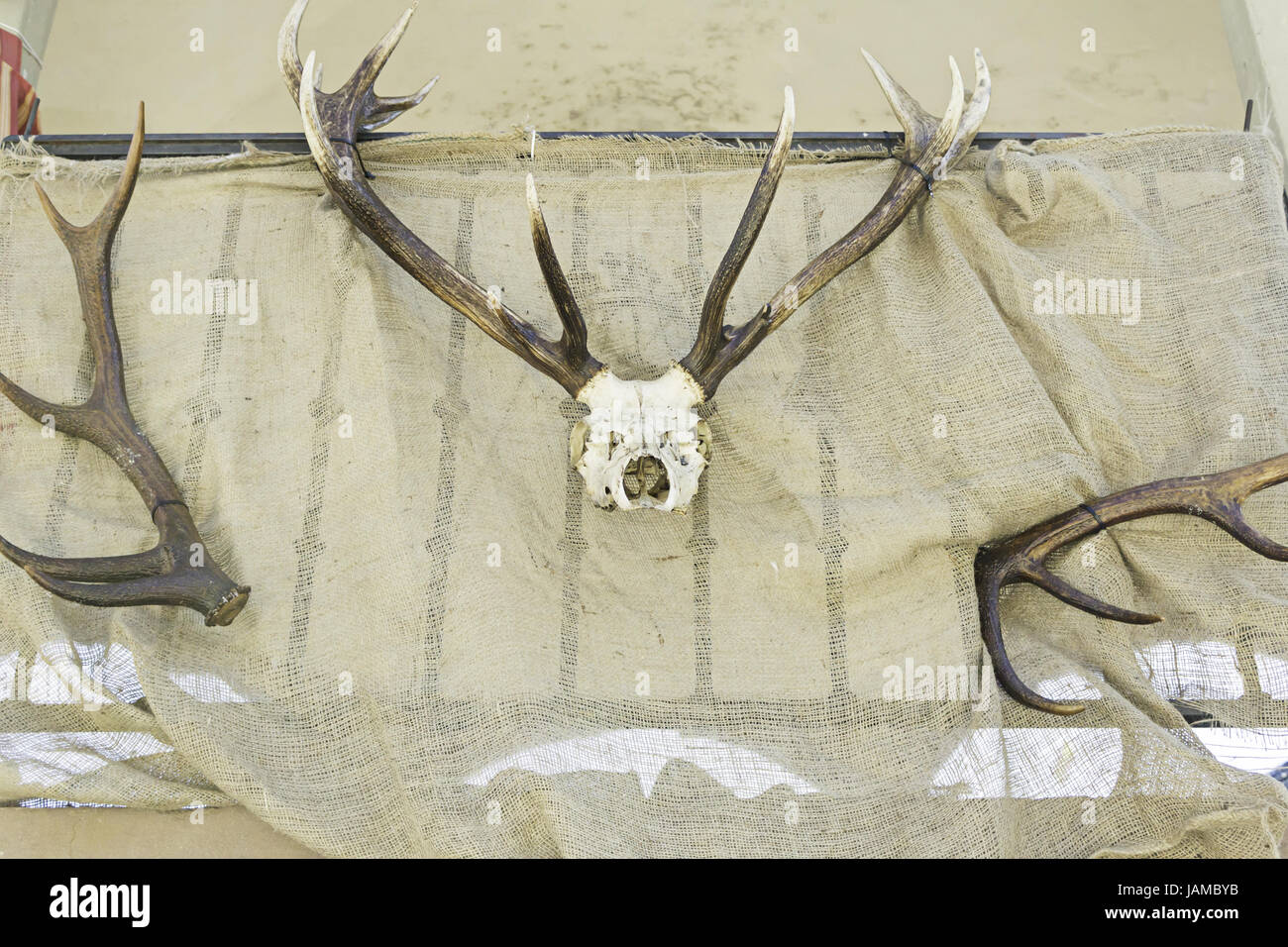 Cranio e le corna di cervo in mura urbane, biologia e ex Foto Stock