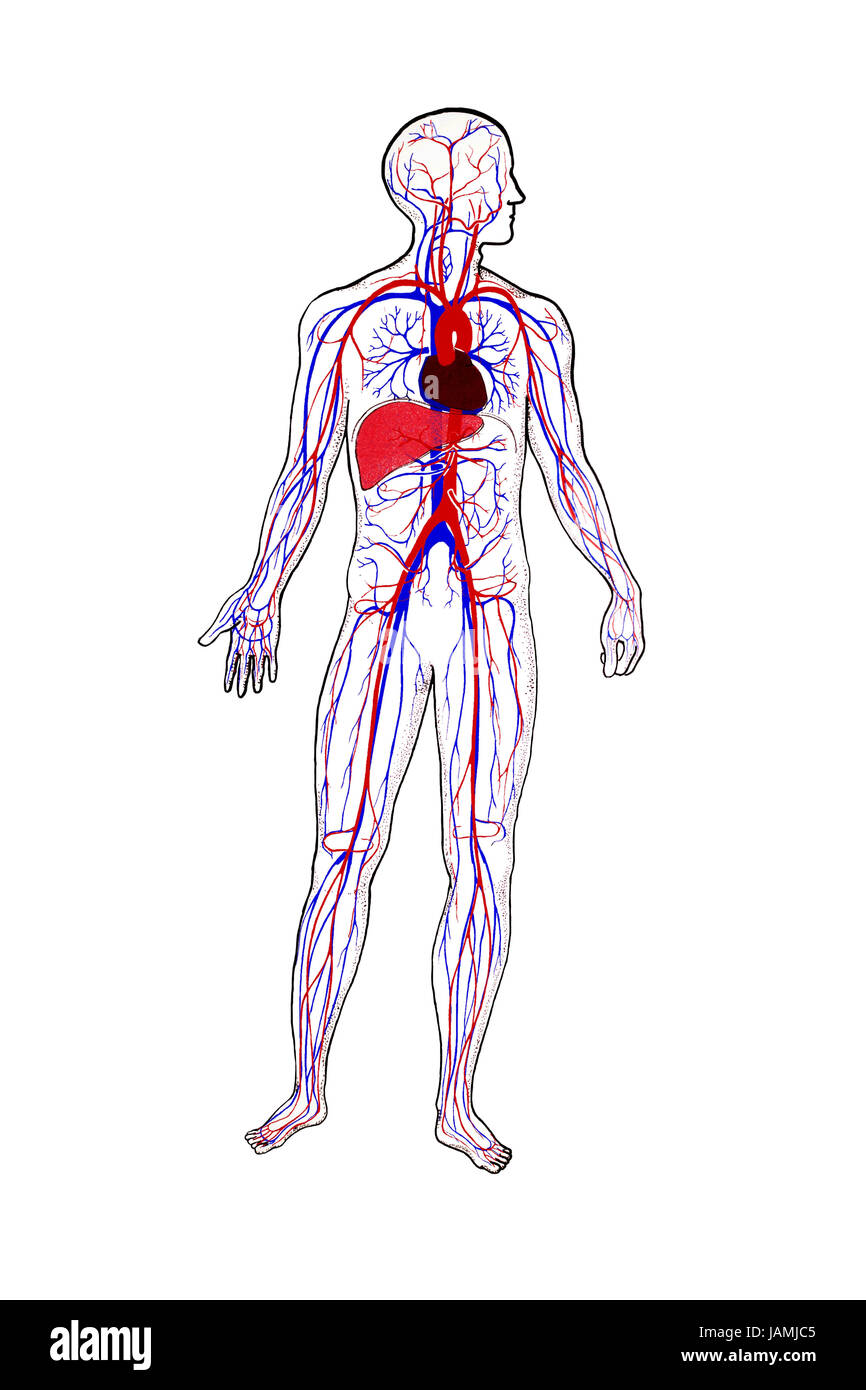 Rappresentazione anatomica,di circolazione di sangue umano, Foto Stock
