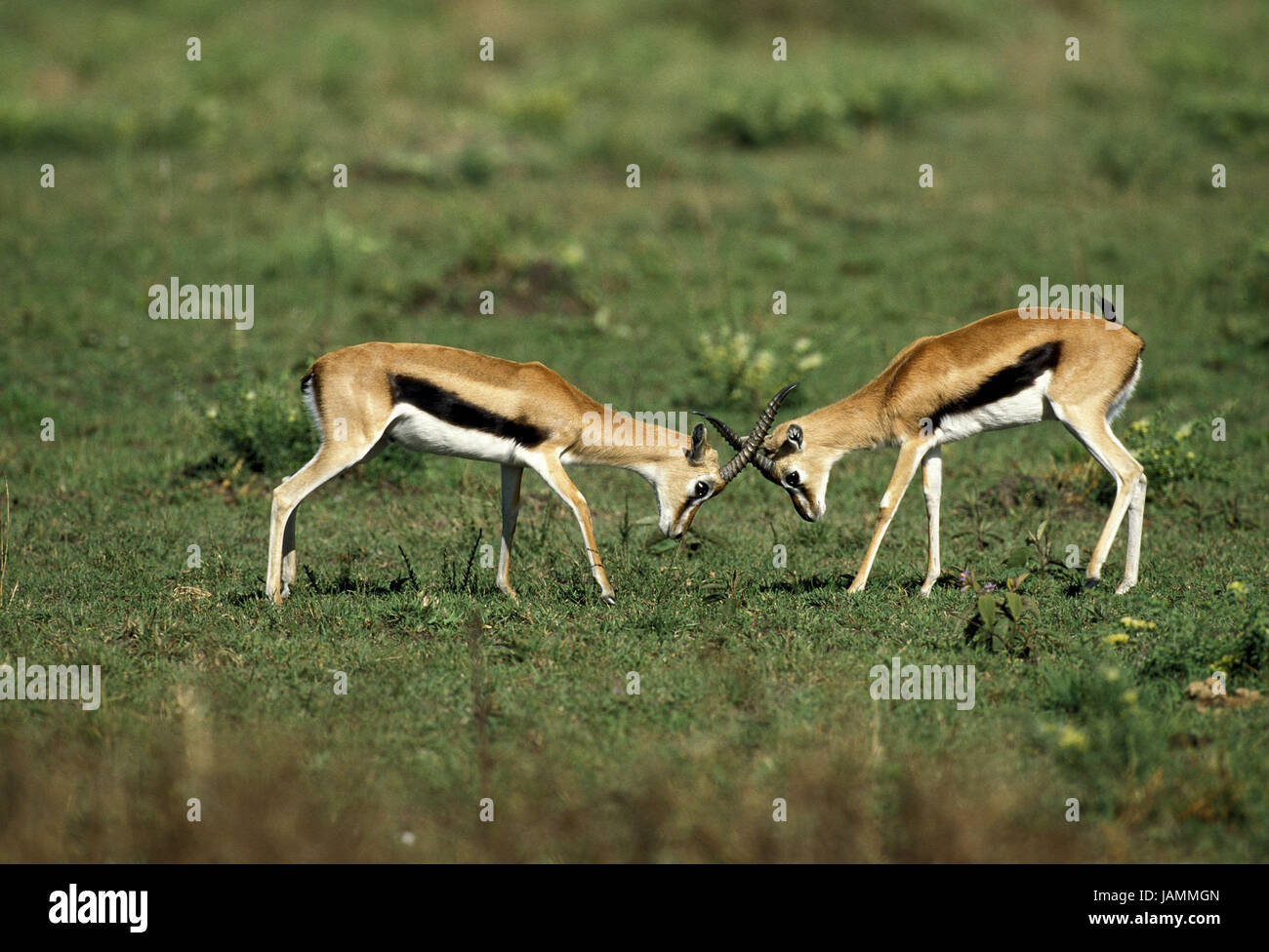 Thomsongazelle,Gazella thomsoni,lotta,piccoli uomini,Kenya, Foto Stock