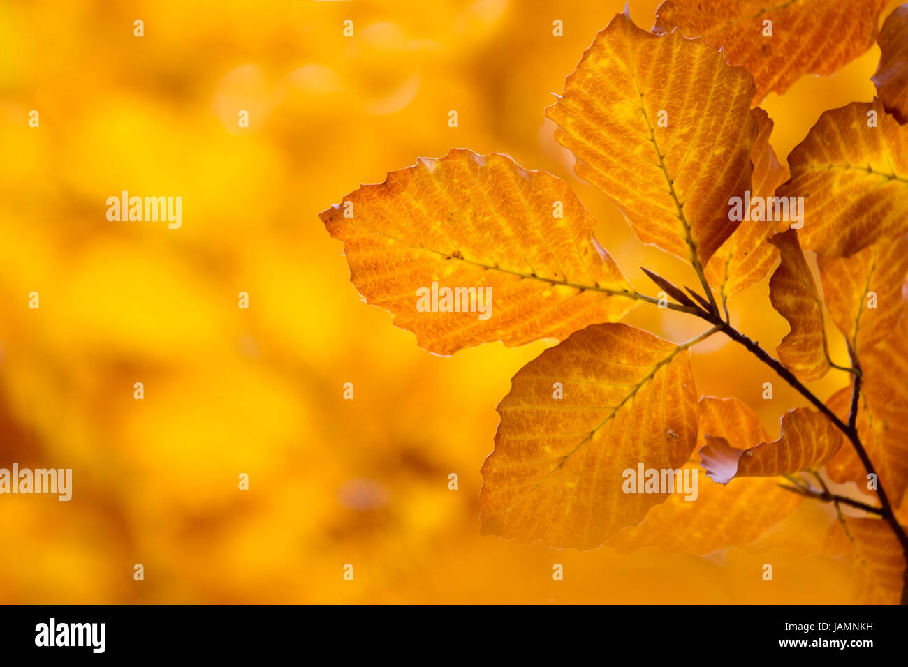 Herbstblätter mit farbigem, herbstlichem Hintergrund Foto Stock
