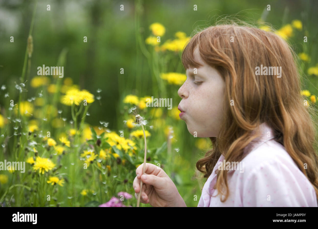 Le ragazze,flower meadow,Puff's flower, Foto Stock