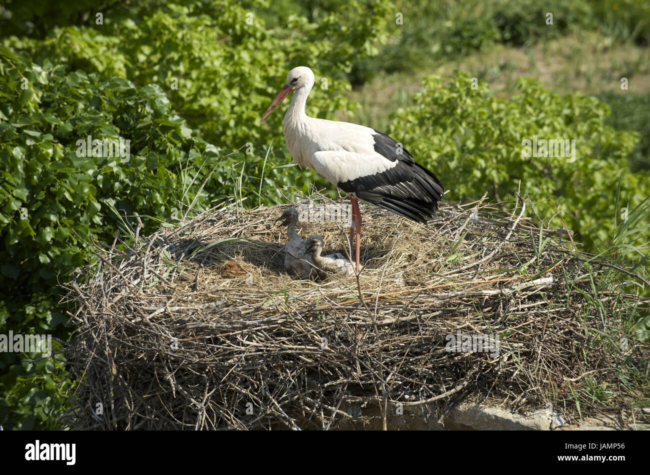 Francia,l'Alsazia,Haut-Rhin,casa Ungers,Ecomusee d'Alsace,tetto,cicogne,nido, Foto Stock