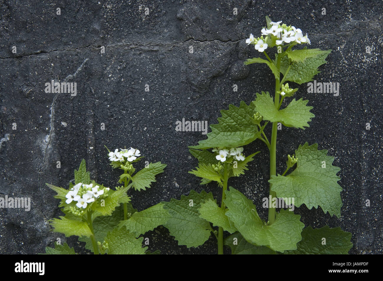 Più scarsamente,Knoblauchhederich,Alliaria officinalis,blossoms,dettaglio, Foto Stock