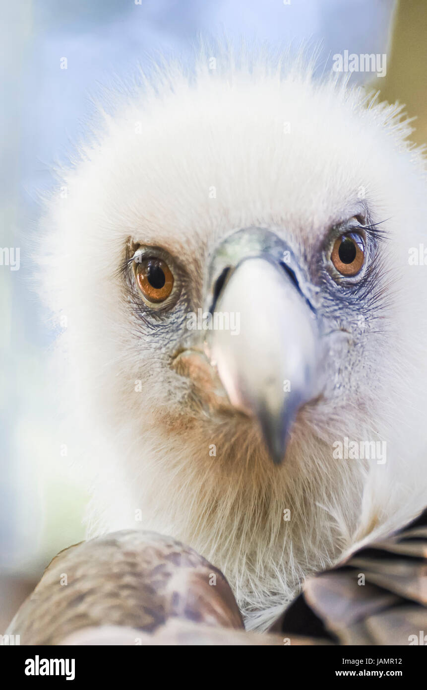 Occhi Piume Foto Stock