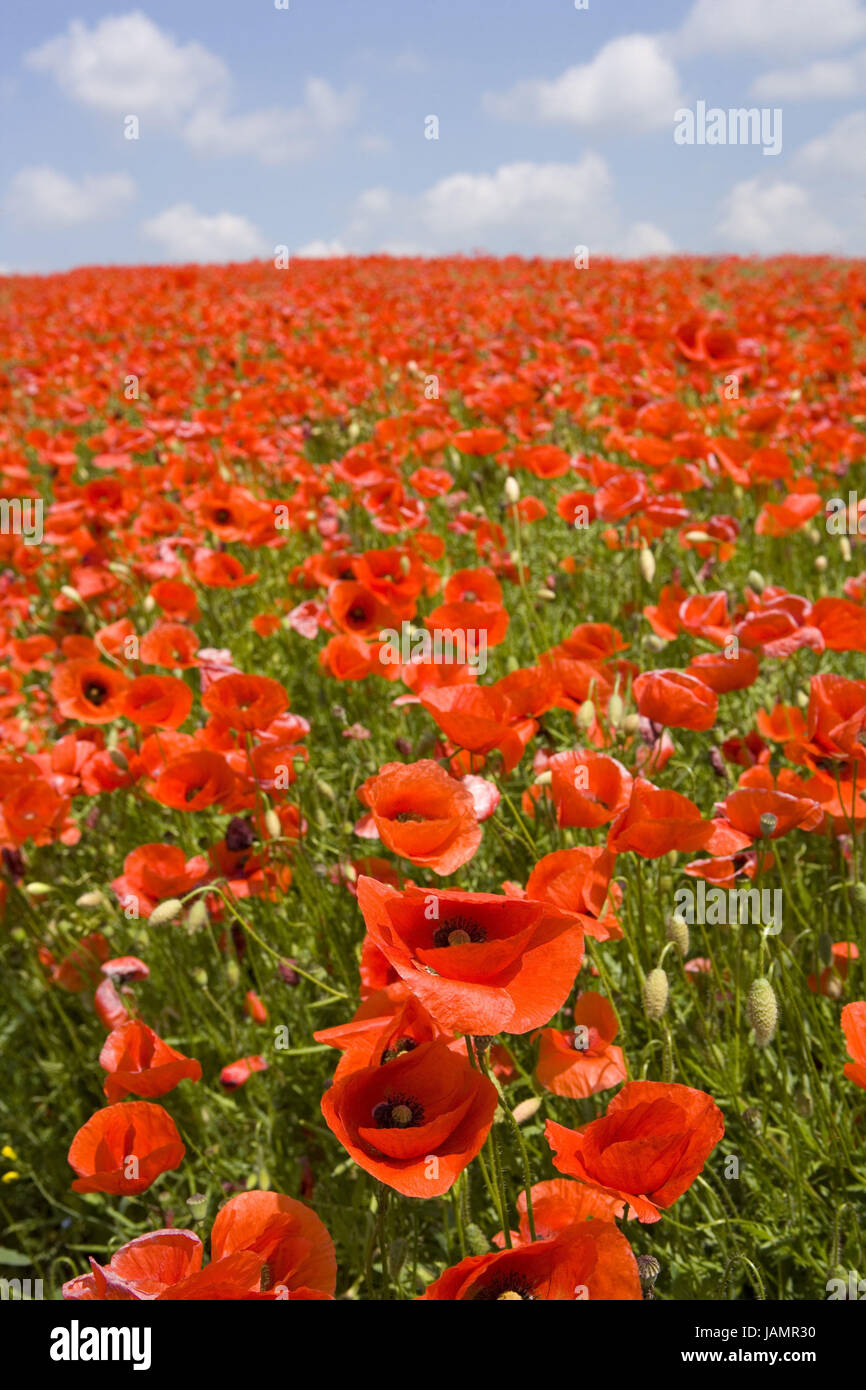 Campo di papaveri, Foto Stock