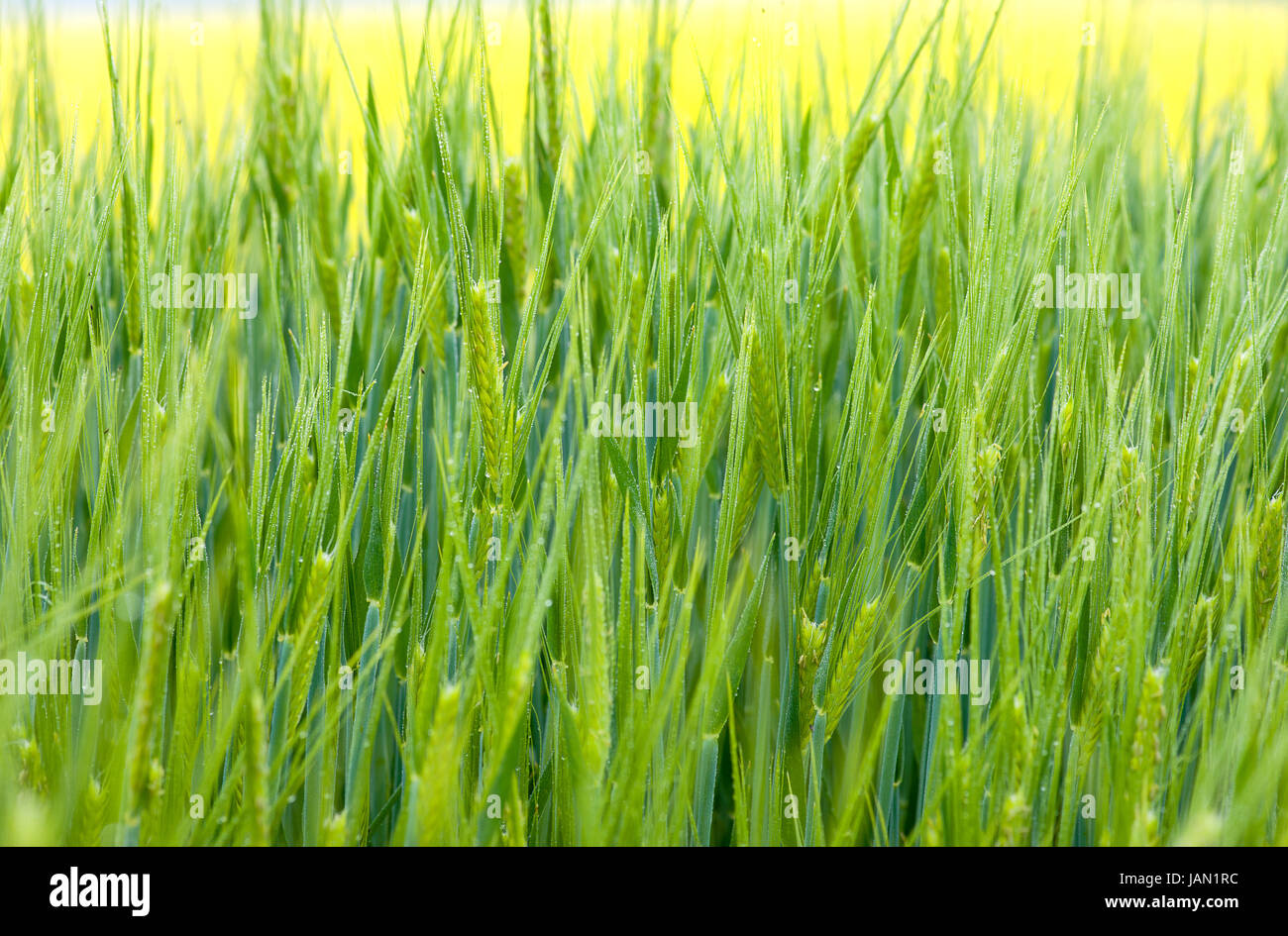 Fresco verde erba di frumento con gocce Foto Stock