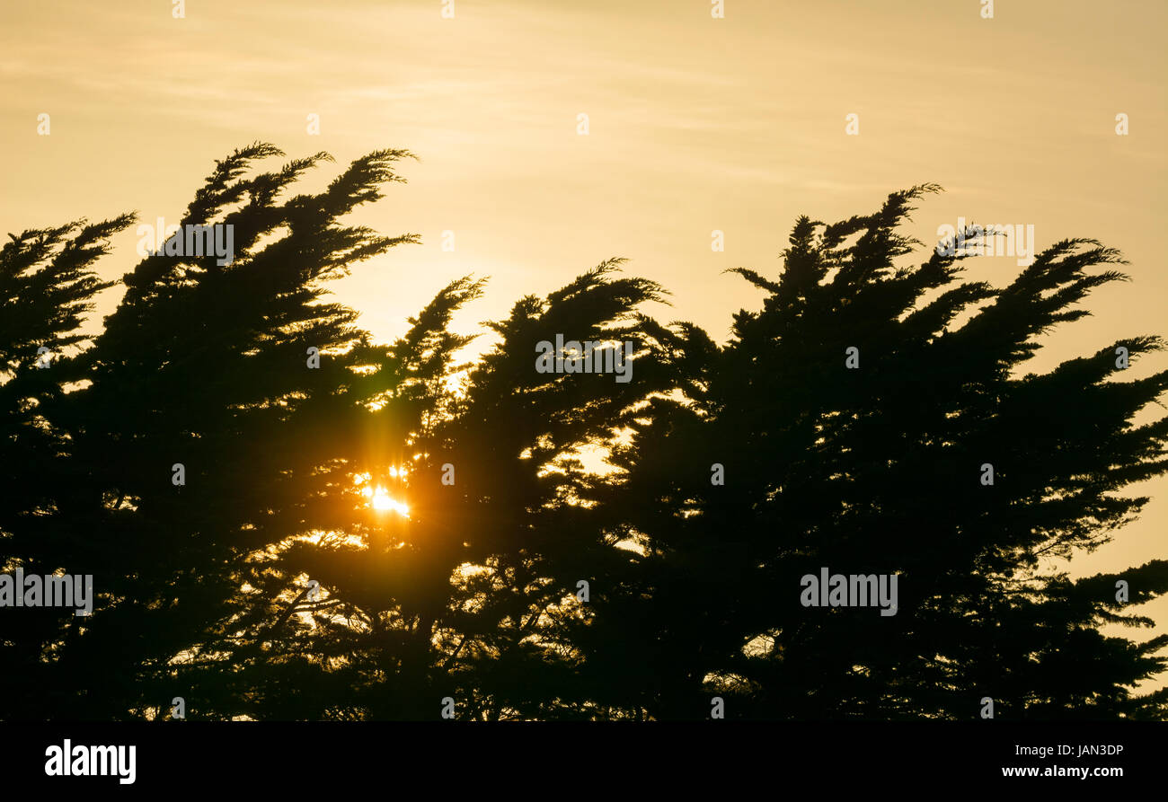 Sole che splende attraverso gli alberi come diventa basso nel cielo a tarda sera con una tinta di colore arancione per il cielo. Foto Stock