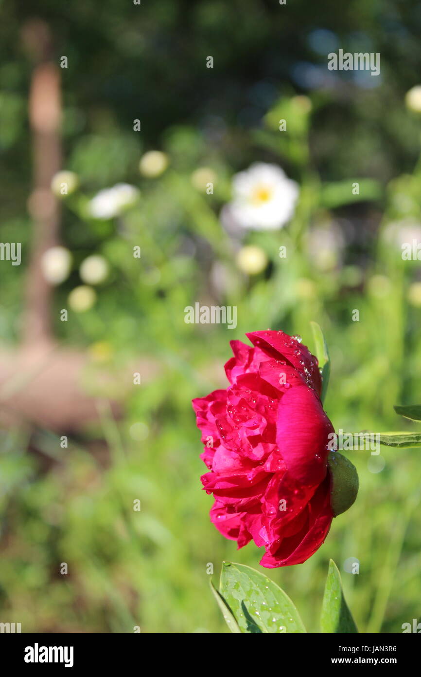 Bellissimo fiore rosso della peonia in giardino Foto Stock