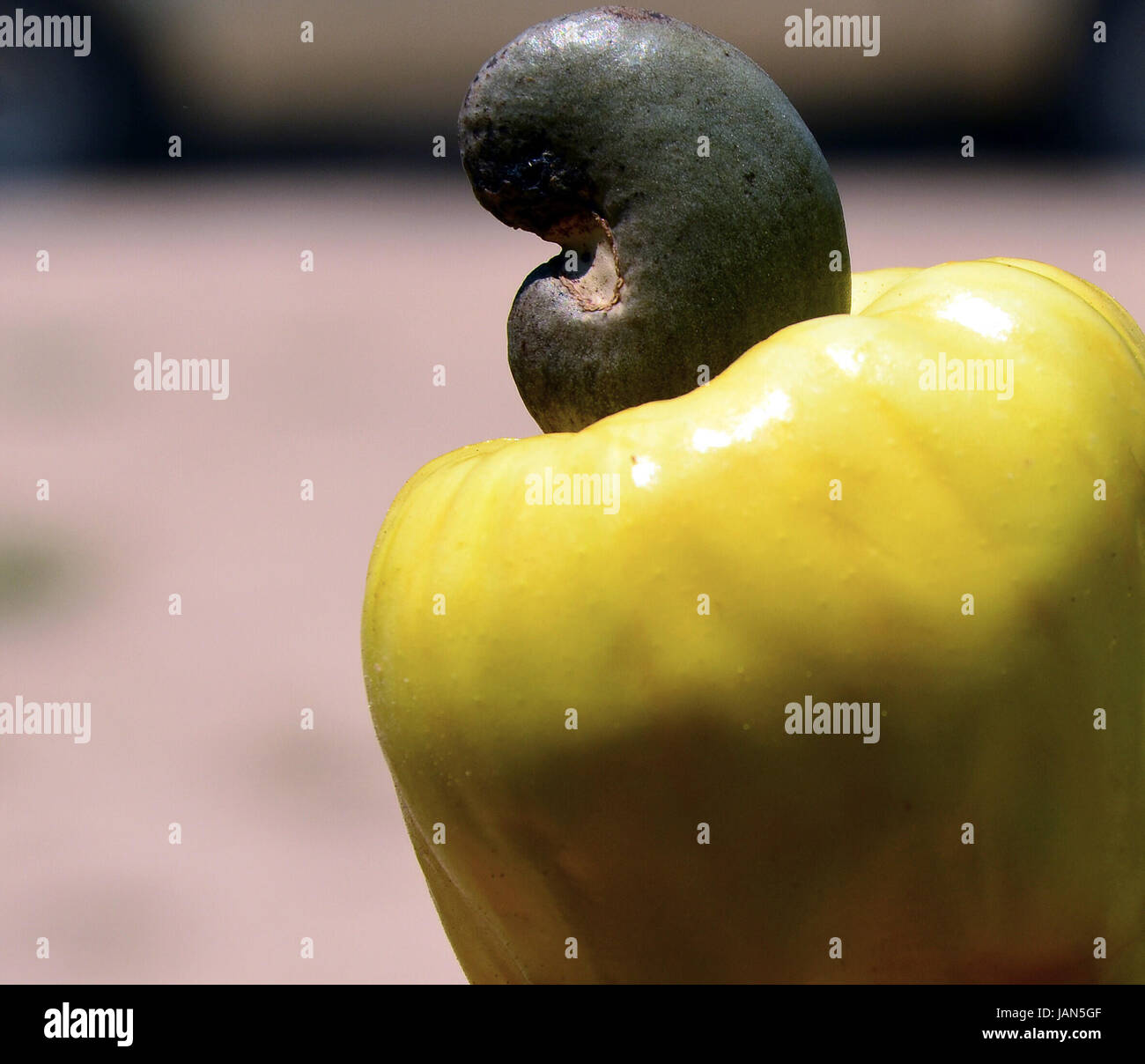 Mature cashwefrucht Foto Stock