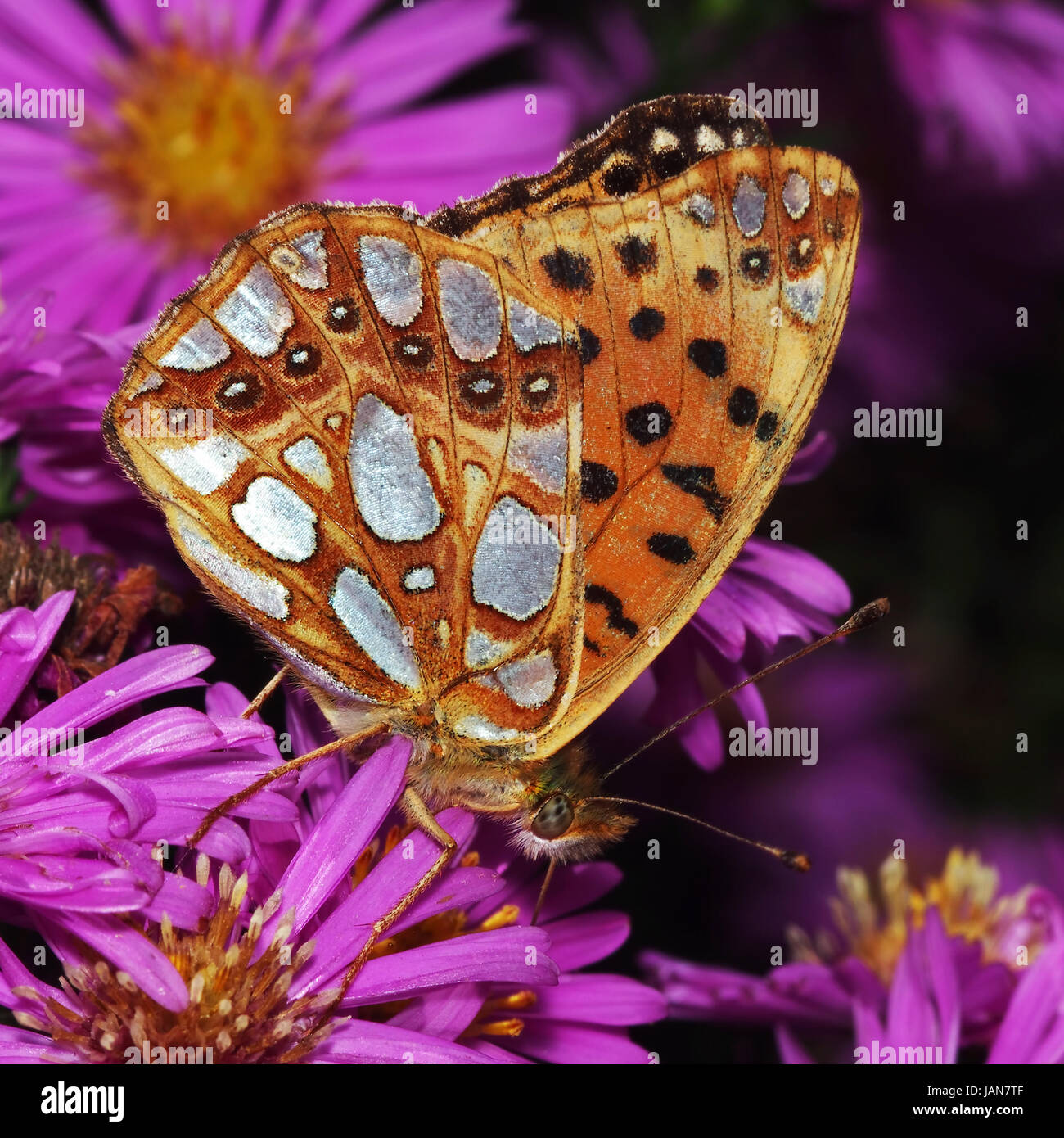 Perlmutterfalter auf Asternblüte beim Nektartrunk Foto Stock