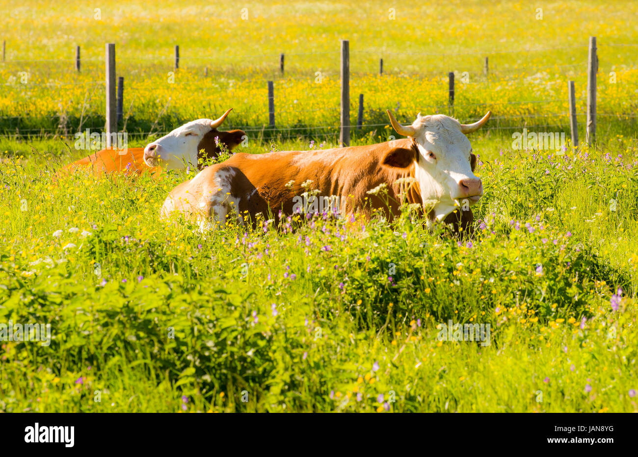 Agricoltura biologica con felice vacche giacente in un prato Foto Stock