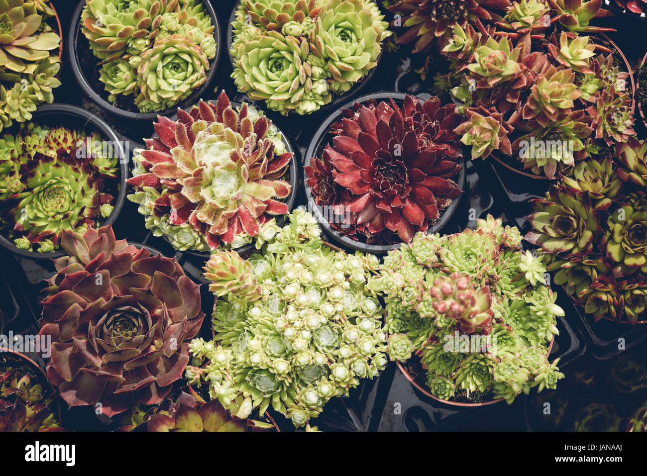 Immagine di una collezione di vasi di piante succulente. Foto Stock