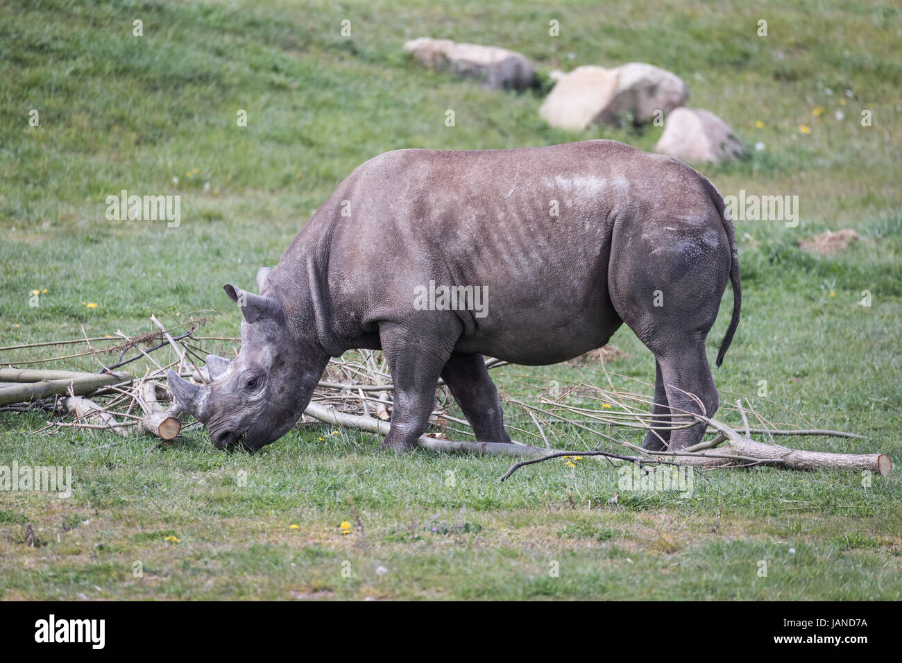 Rhino mangiare close up shot Foto Stock