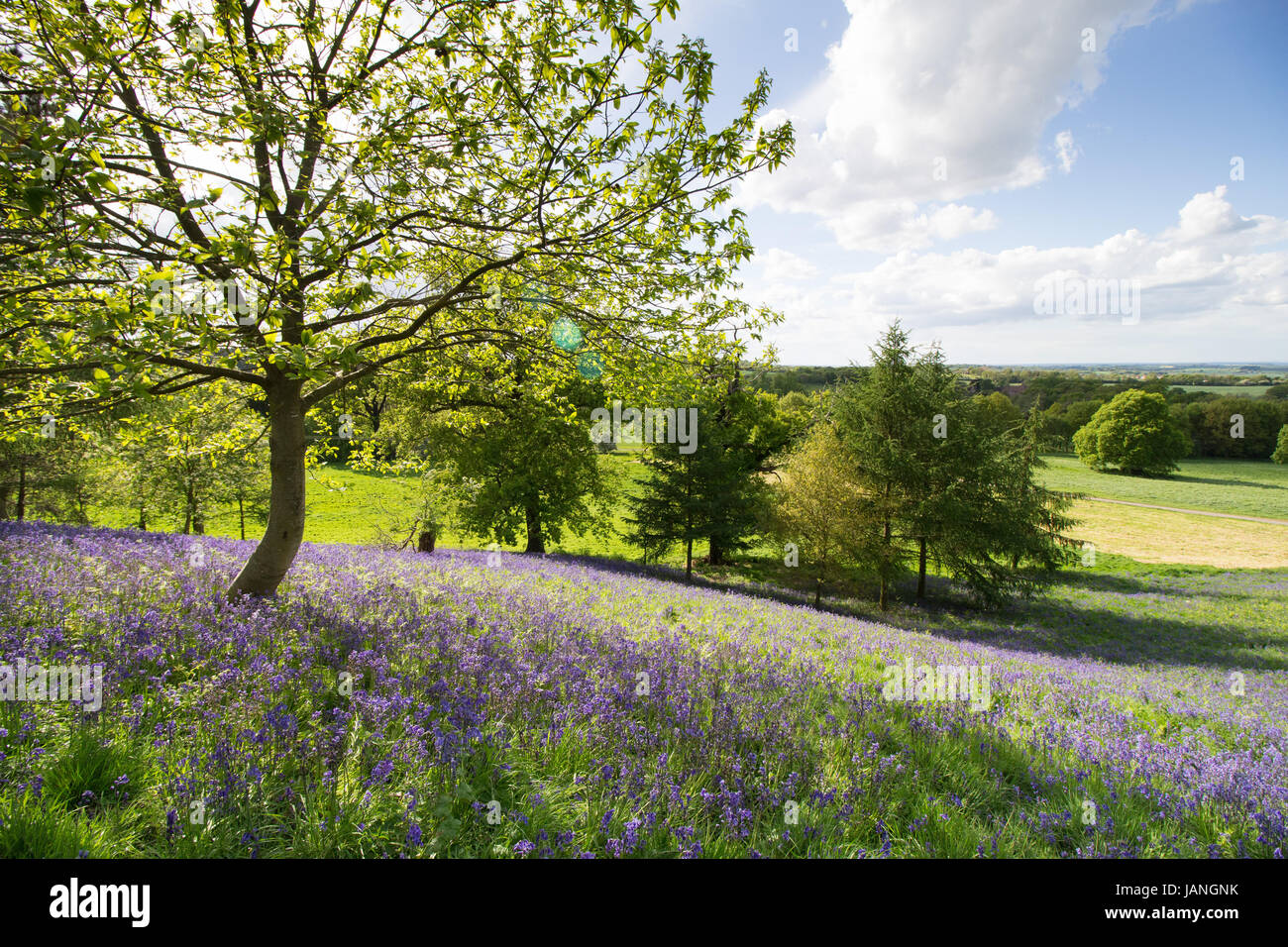 Bluebells nella motivazione della Merevale Hall, North Warwickshire nella foto durante un open day Foto Stock