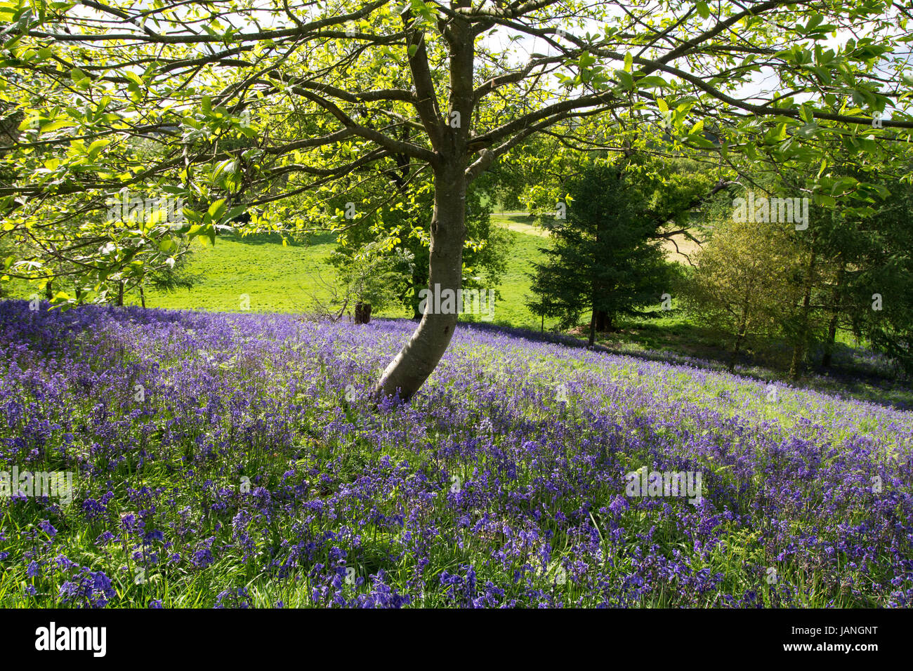 Bluebells nella motivazione della Merevale Hall, North Warwickshire nella foto durante un open day. Foto Stock