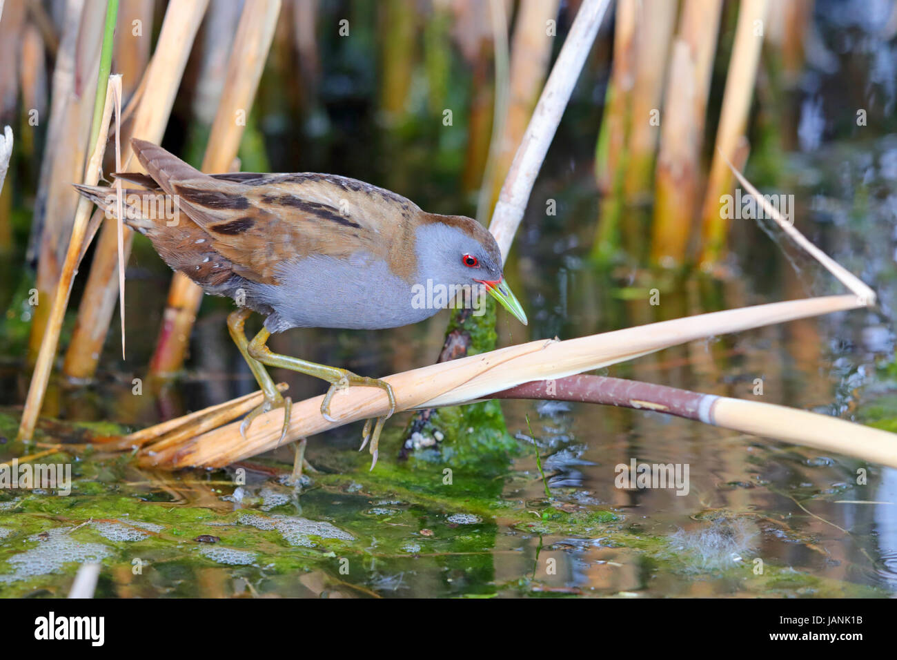 Poco maschio (Crake Porzana parva) caccia in un fosso vicino al lago di Kerkini, Grecia settentrionale Foto Stock