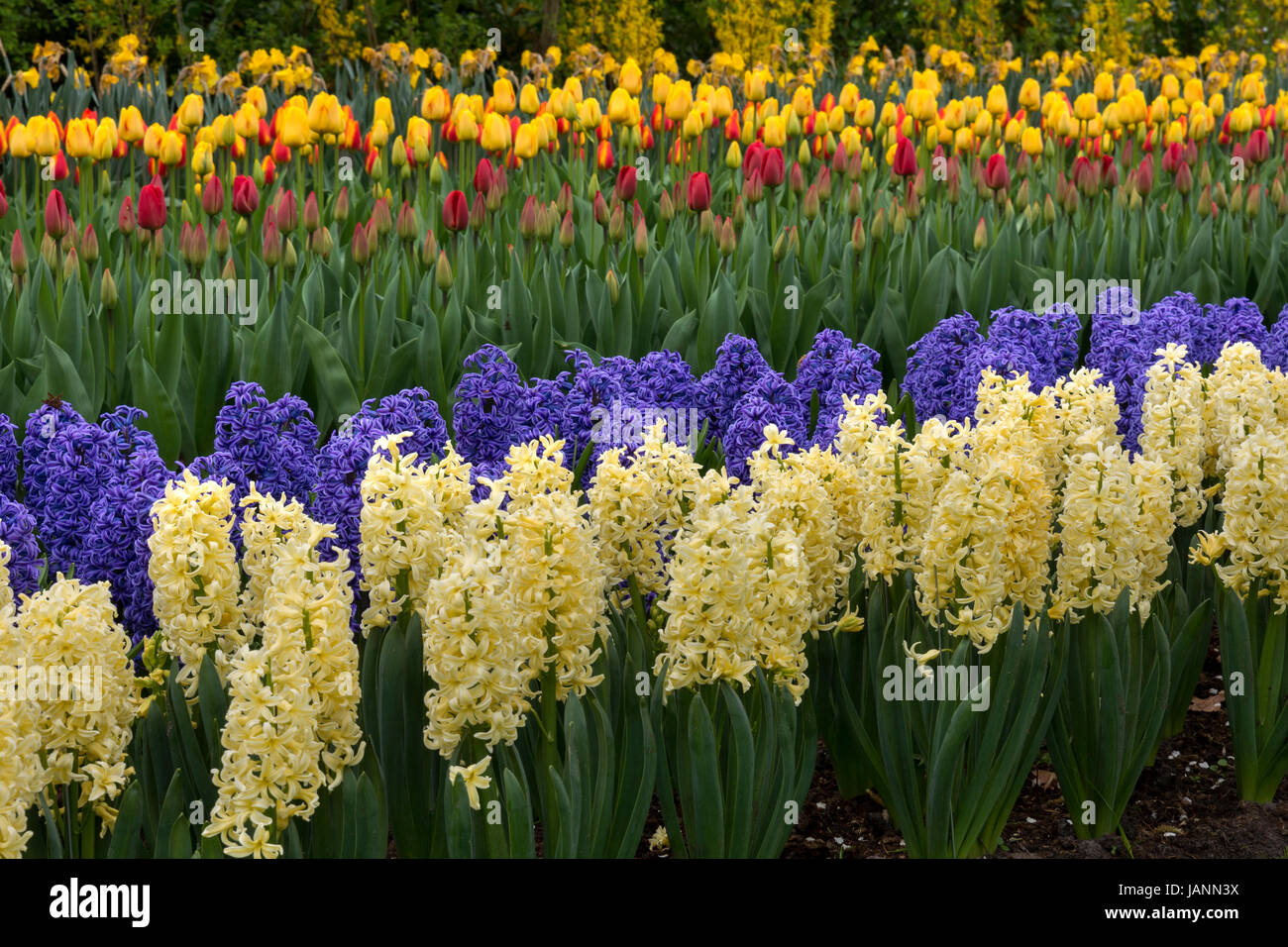 Paesaggio di tulipani in Olanda Foto Stock