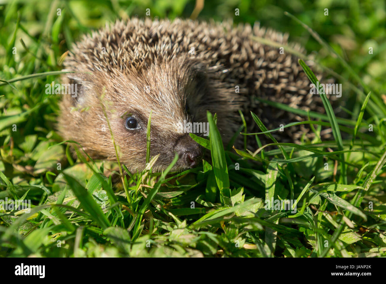 Ein Igel läuft durch eine Wiese Foto Stock