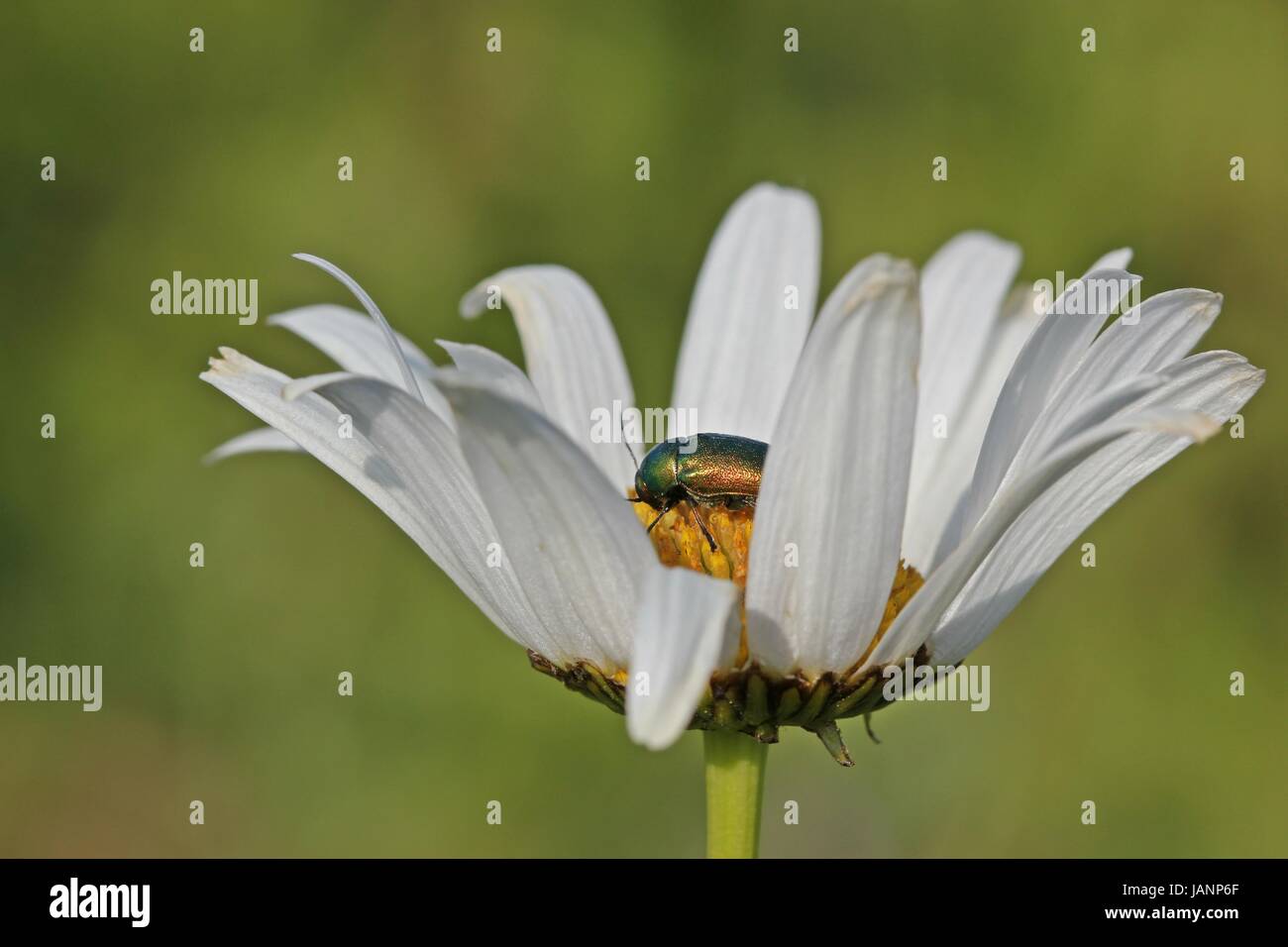 Silky caso beetle (cryptocephalus sericeus) su una margherita Foto Stock