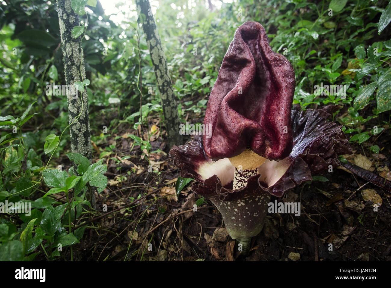 Piede di elefante filo (Amorphophallus paeoniifolius) bella grande strano fiore cadavere nella foresta pluviale tropicale. Esotico, fioritura inconsueta pianta tropicale Foto Stock
