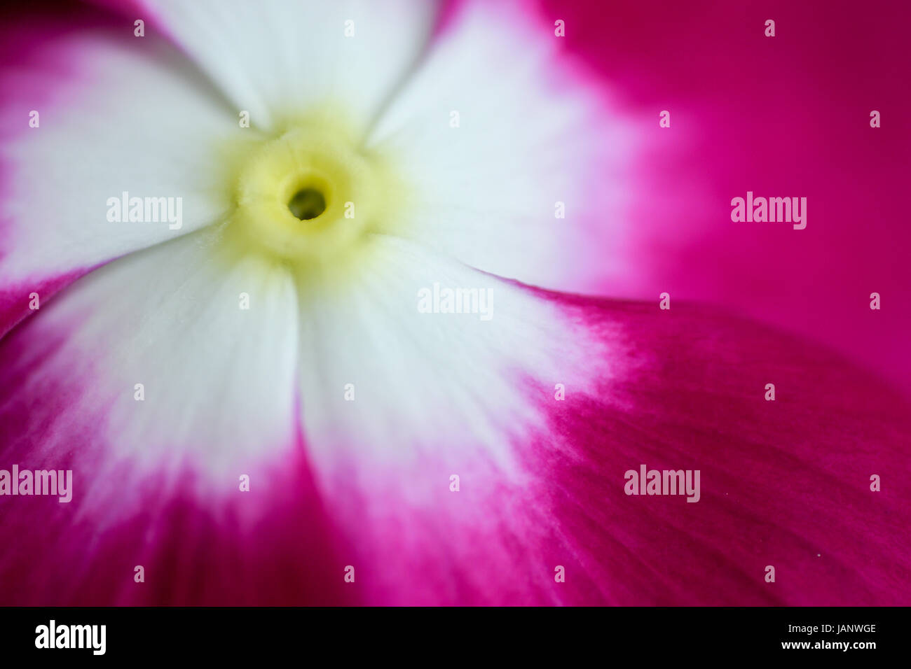 Close-up Catharanthus roseus, Vinca fiore, Madagascar pervinca, Madagascar pervinca, in forma diversa Foto Stock