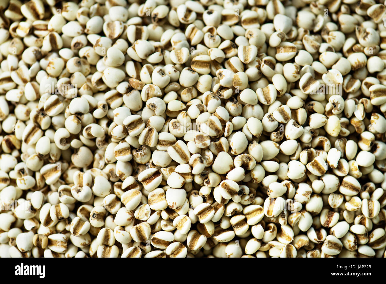 Primo piano dei lavori lacrime seeds prodotto Foto Stock