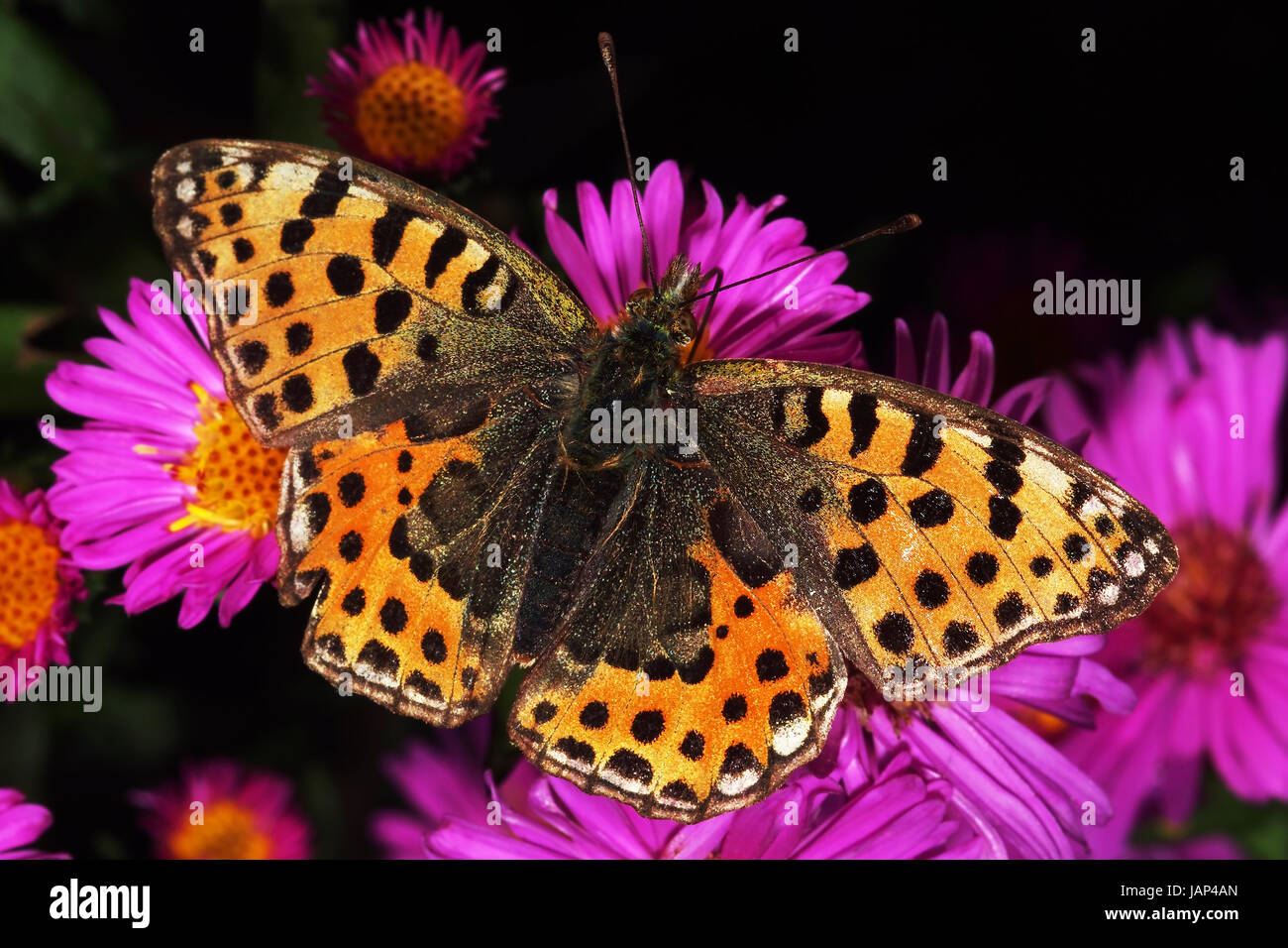 Perlmutterfalter auf Asternblüten beim Nektartrunk Foto Stock