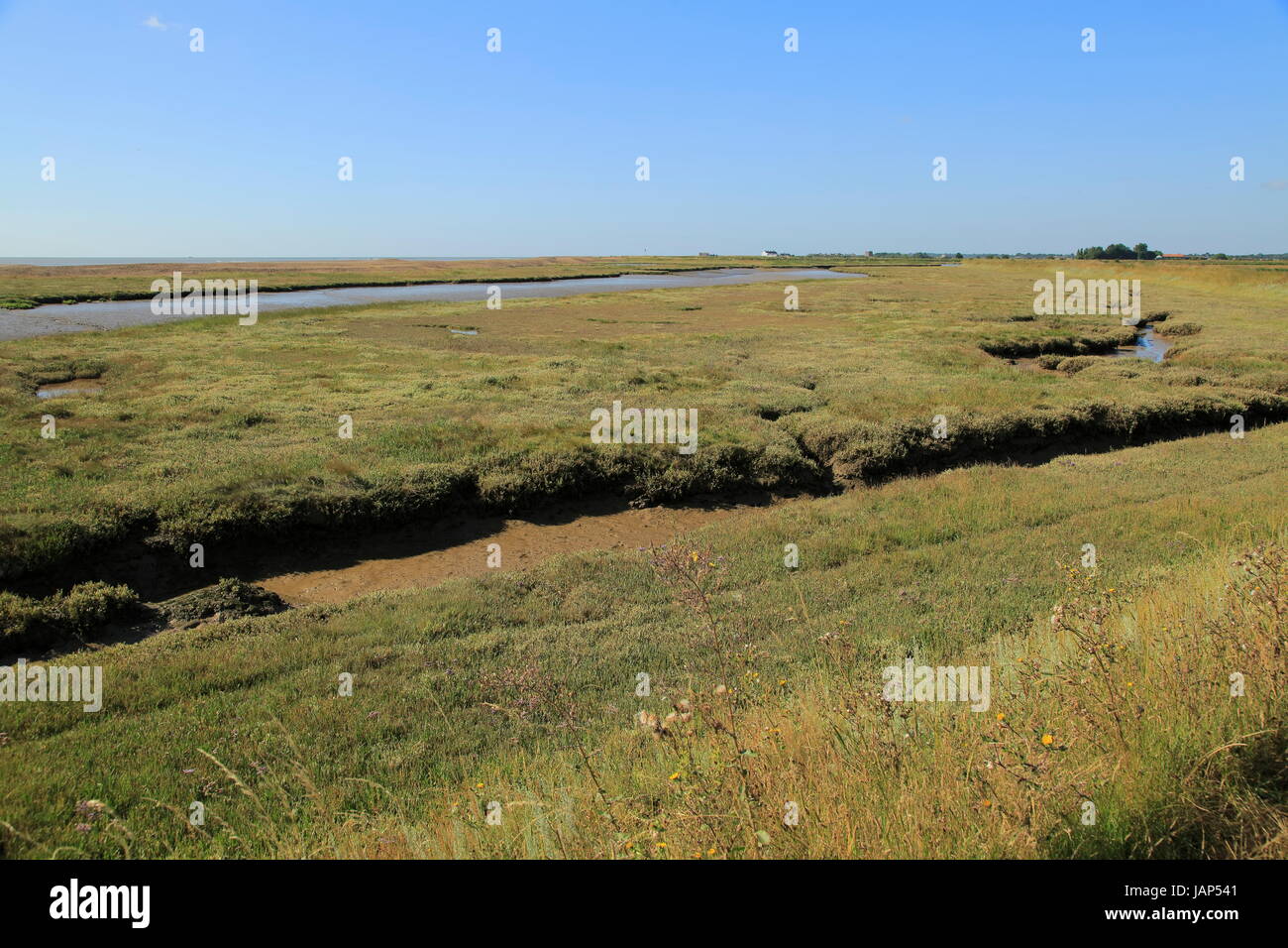 Fiume sale minerale marsh il paesaggio costiero, Hollesley, Suffolk, Inghilterra, Regno Unito Foto Stock