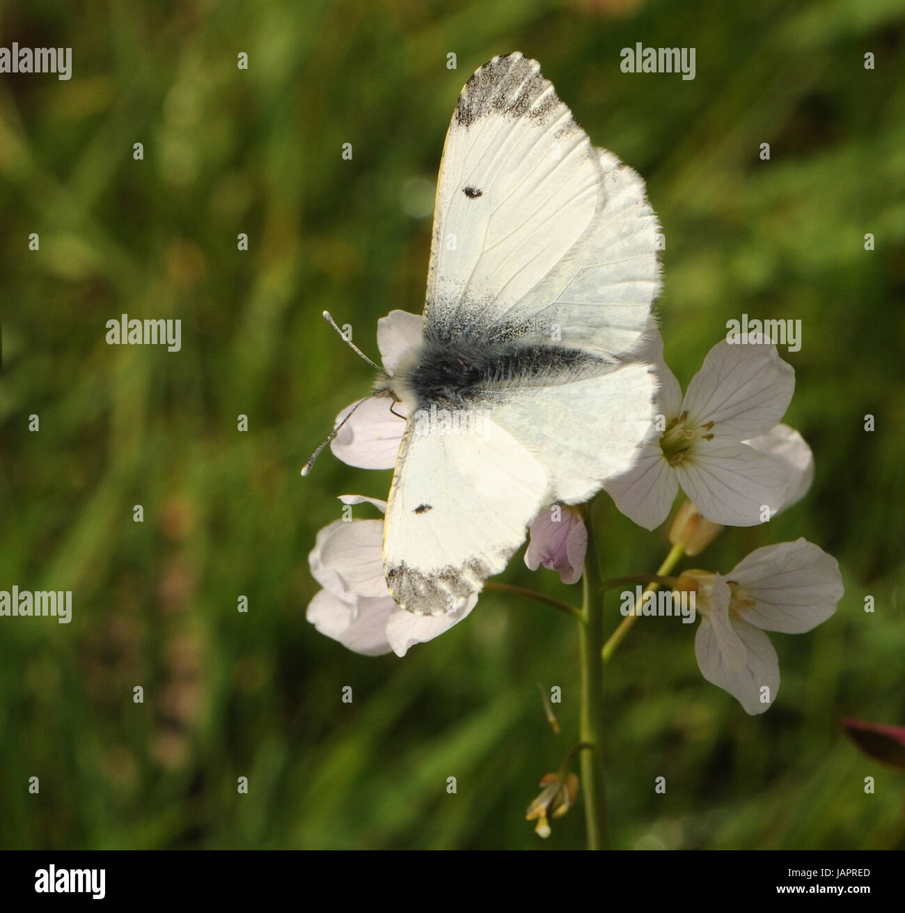 Femmina punta arancione farfalla (Anthocharis cardamines) sui fiori del suo impianto di alimentare il cuculo fiore o Signore Smock (cardamine pratensis) . Bedgebury Fore Foto Stock