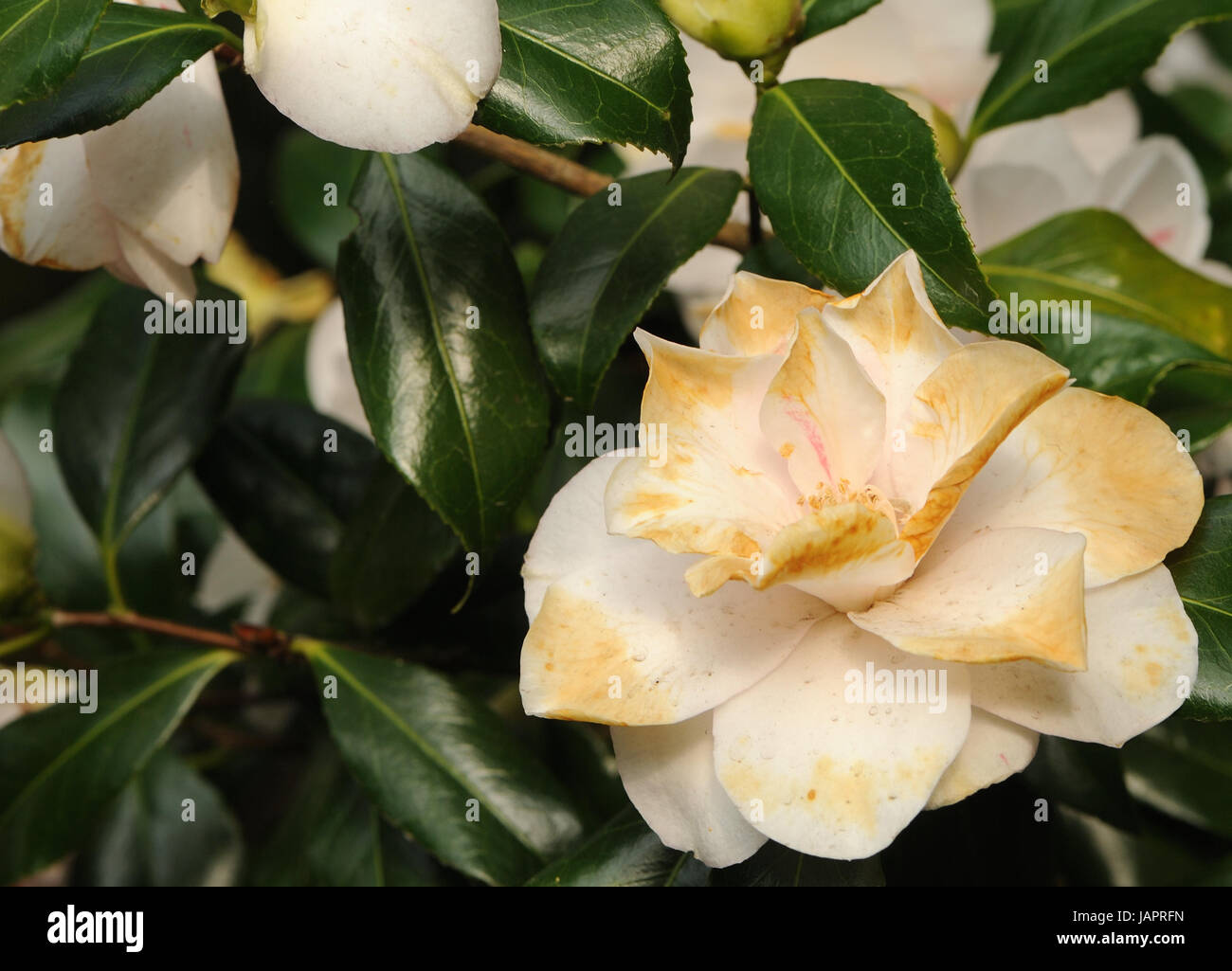 Un bianco sbiadito camellia flower. Bedgebury Forest, Kent, Regno Unito Foto Stock