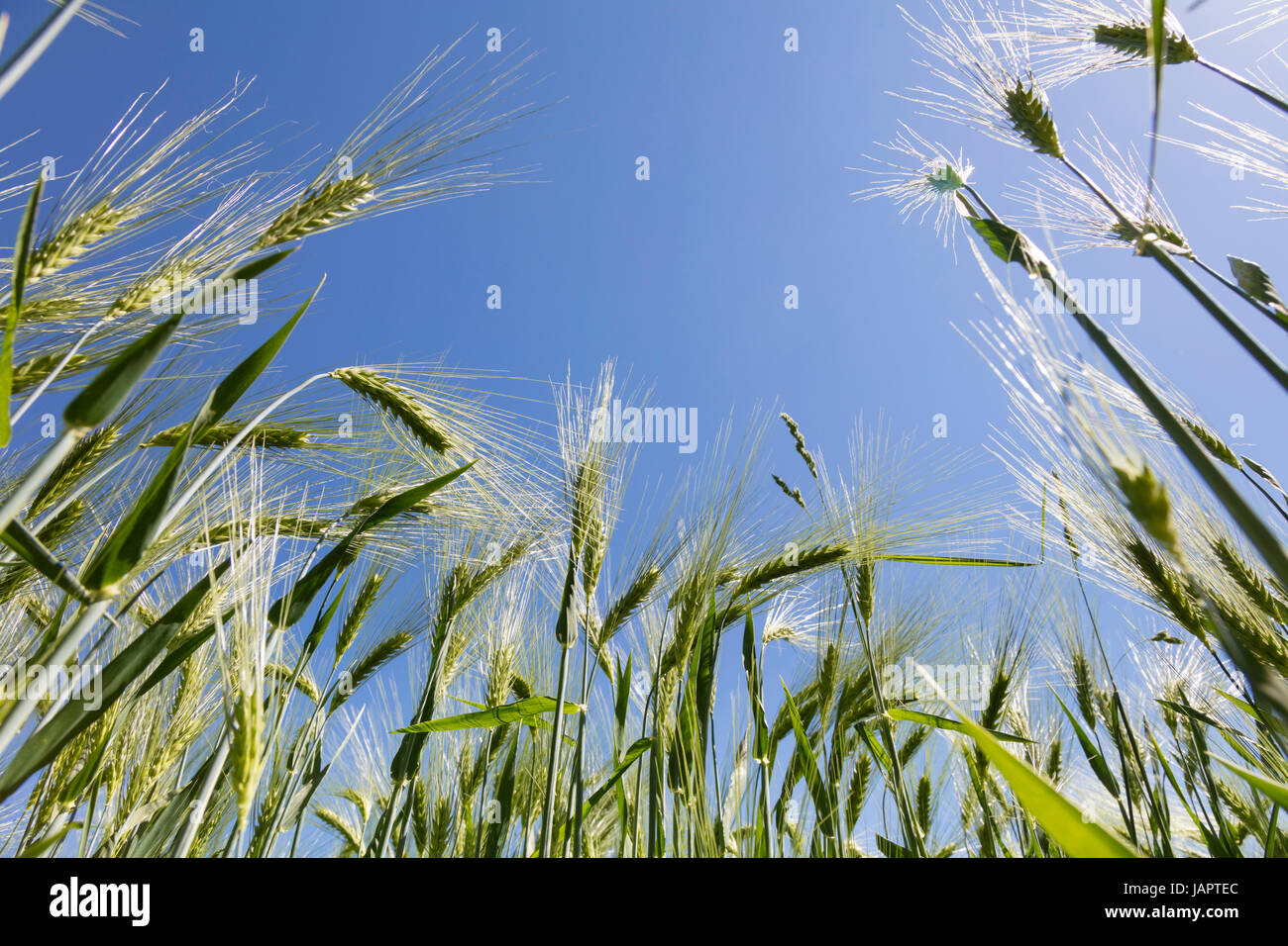 Campo di segale (Secale cereale) retroilluminato, Renania settentrionale-Vestfalia, Germania Foto Stock