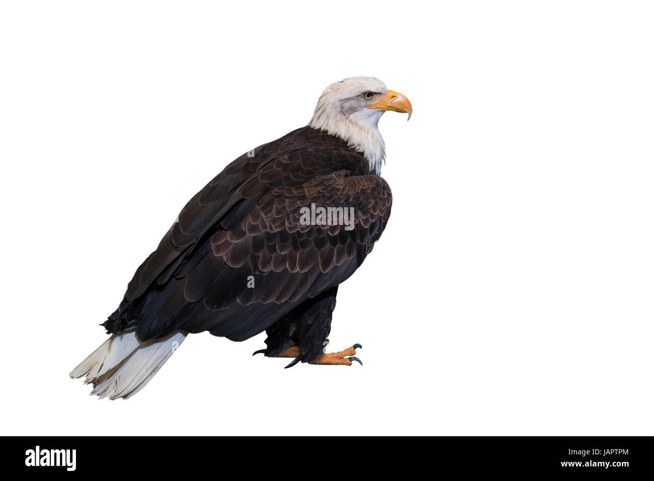 Aquila calva su sfondo bianco. Percorso di clipping incluso Foto Stock
