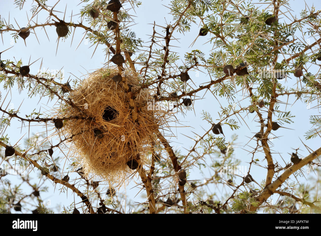Sibilo thorn acacia (acacia drepanolobium) close up con wevers birdnest, tipico per il corridoio occidentale e il fiume Grumeti, Serengeti, Tanzania. Foto Stock