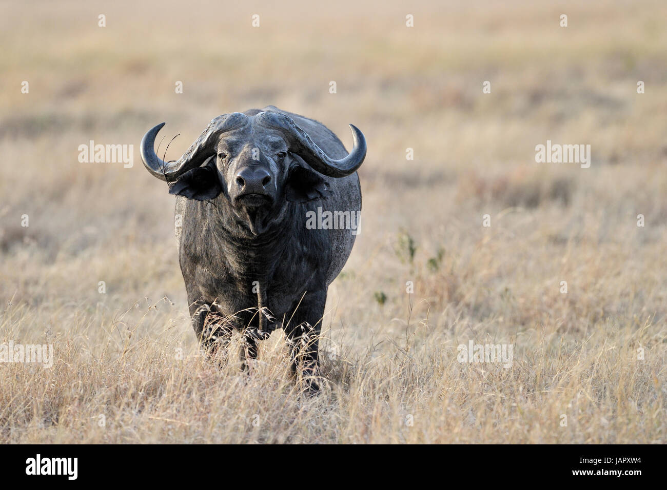 African Buffalo (Syncerus caffer) in erba con laccio intorno al suo corno, Serengeti National Park, Tanzania. Foto Stock
