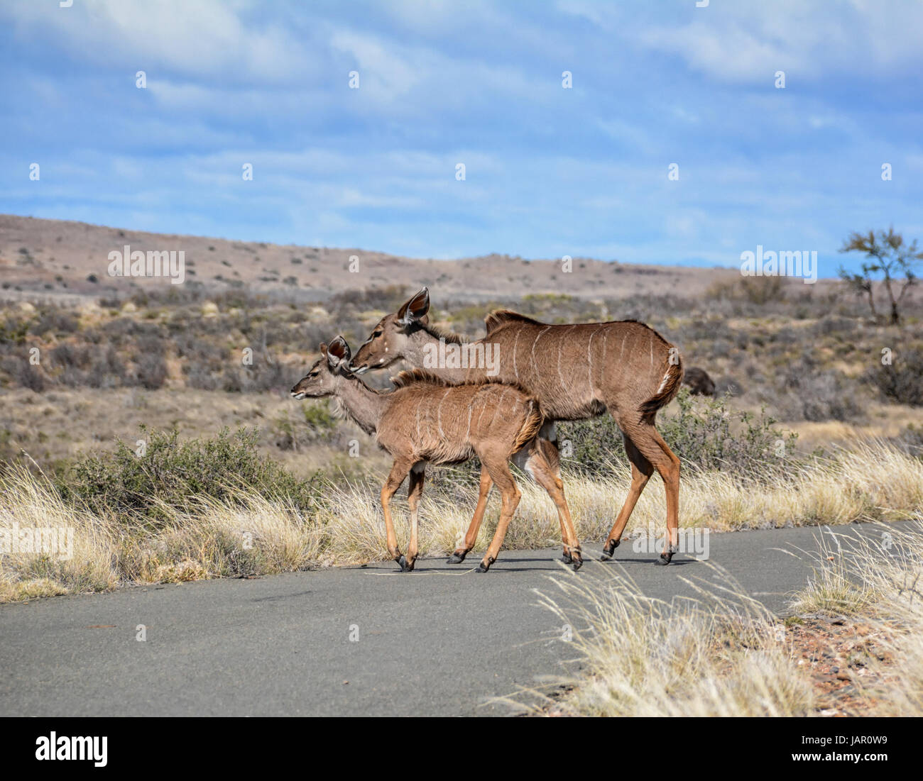 Un Kudu madre e vitello attraversare una strada in Africa australe Foto Stock