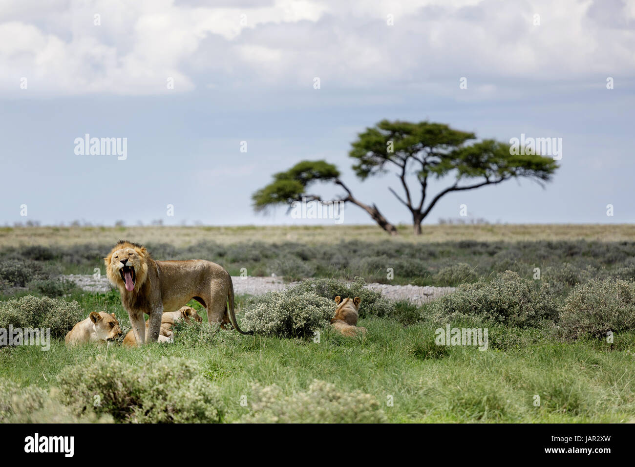 Gruppo di leoni, rilassarsi e dormire durante il giorno, il Parco Nazionale di Etosha, Namibia. Foto Stock