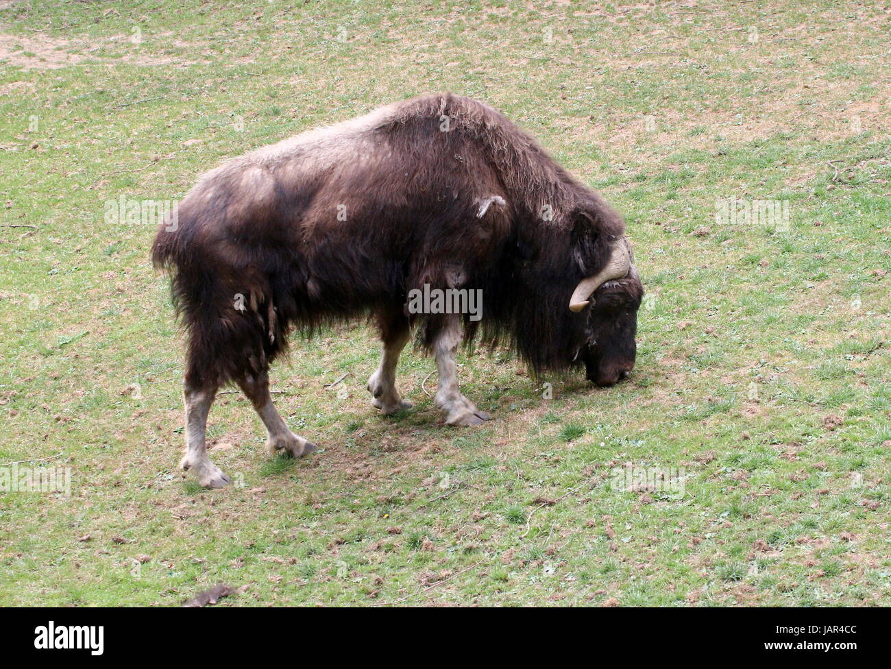 Il pascolo terra povera Musk ox o muskox canadese (Ovibos moschatus moschatus). Foto Stock