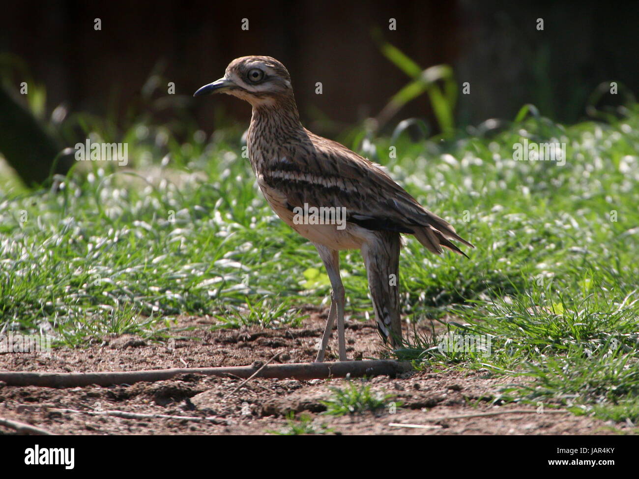 Sud europeo stone curlew, (Burhinus oedicnemus), a.k.a. Eurasian thick-ginocchio. Foto Stock