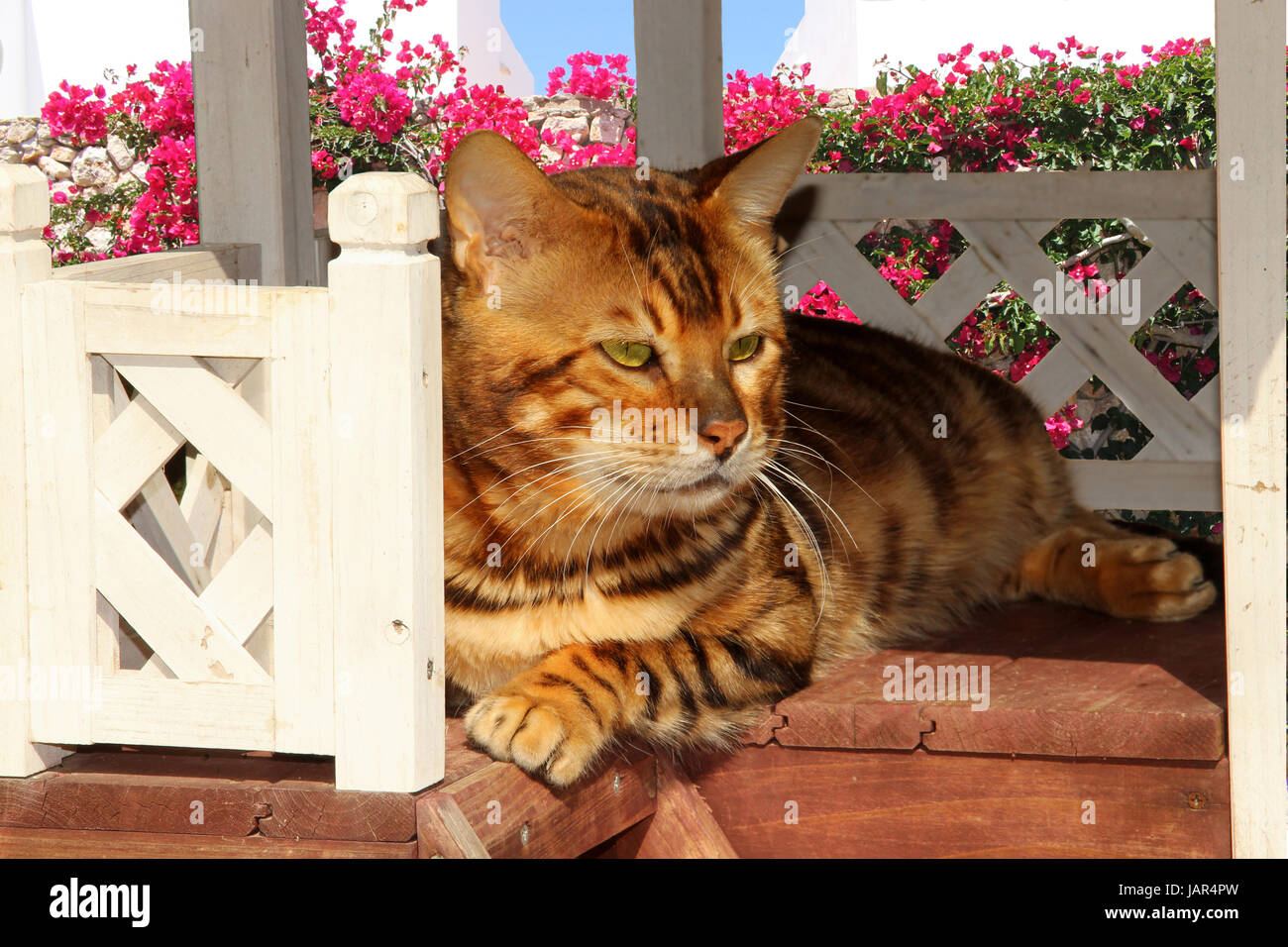 Il gatto domestico, Gatto bengala, giacente in una decorazione casa cat in un giardino mediterranea Foto Stock