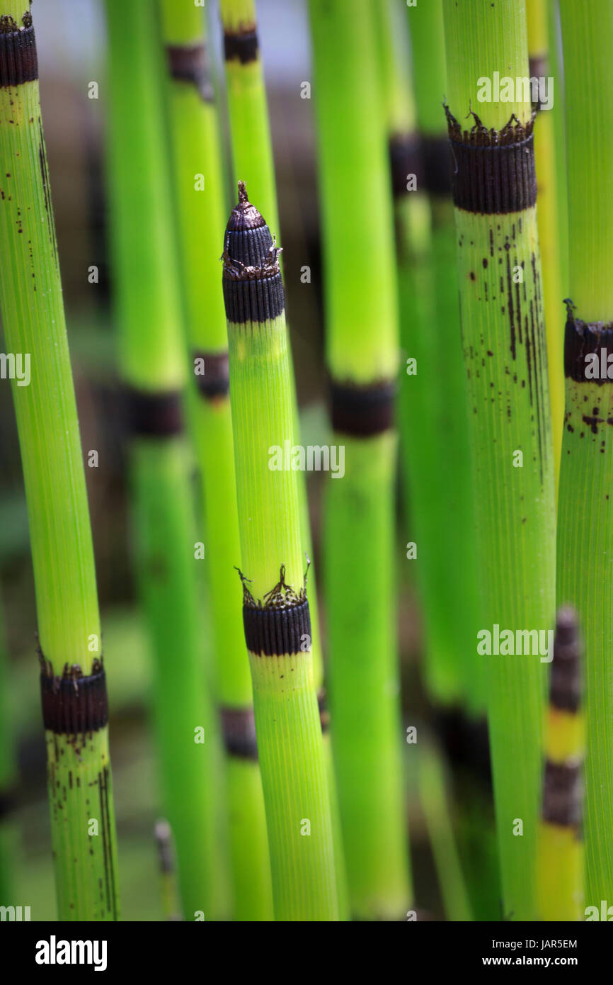Purga rush equiseto pianta Foto Stock