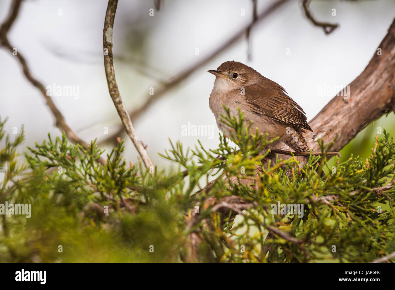 Casa wren (Troglodytes aedon) appollaiato su un arto di cedro con rami di cedro in primo piano Foto Stock