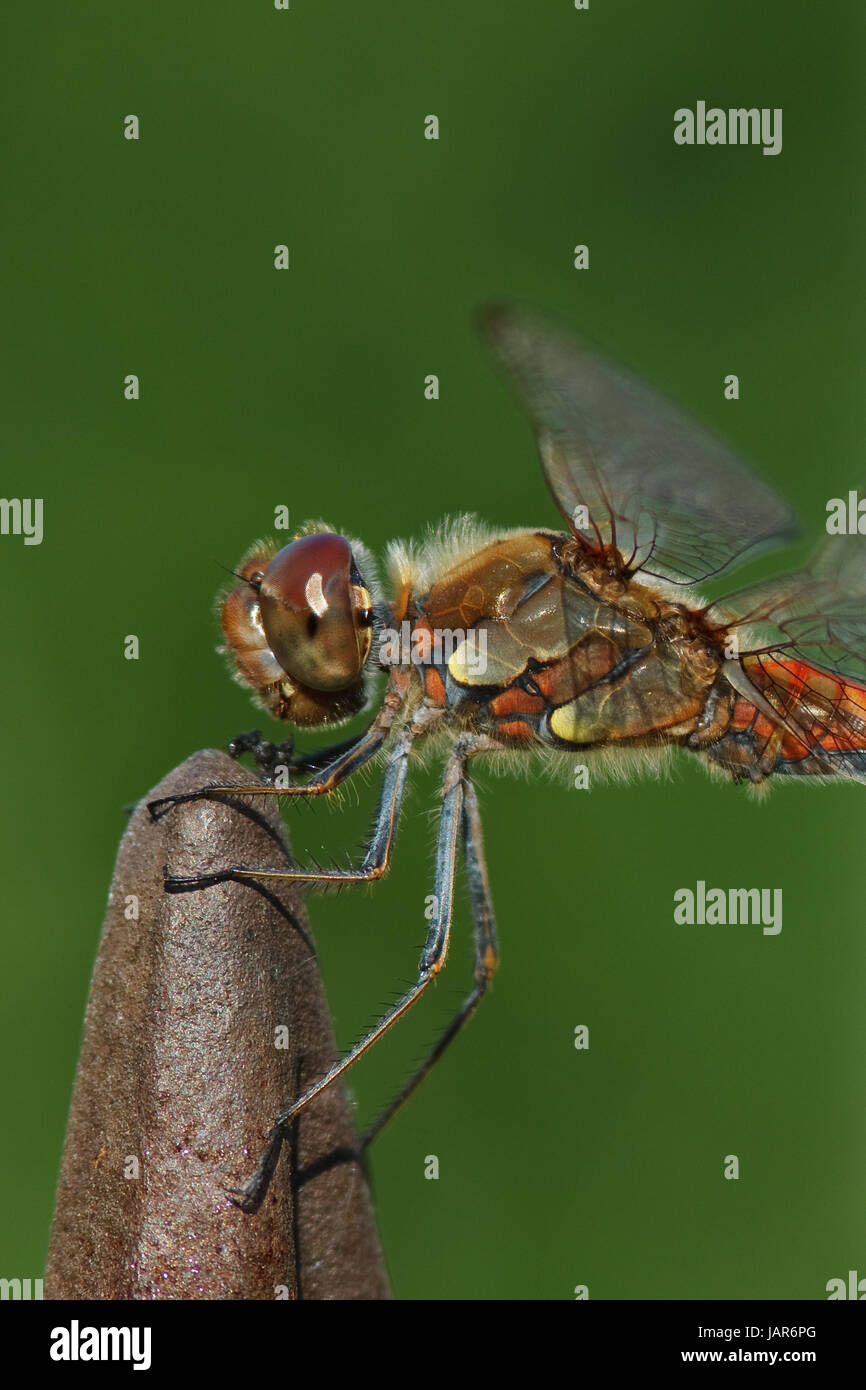 Große Heidelibelle - Sympetrum striolatum Foto Stock
