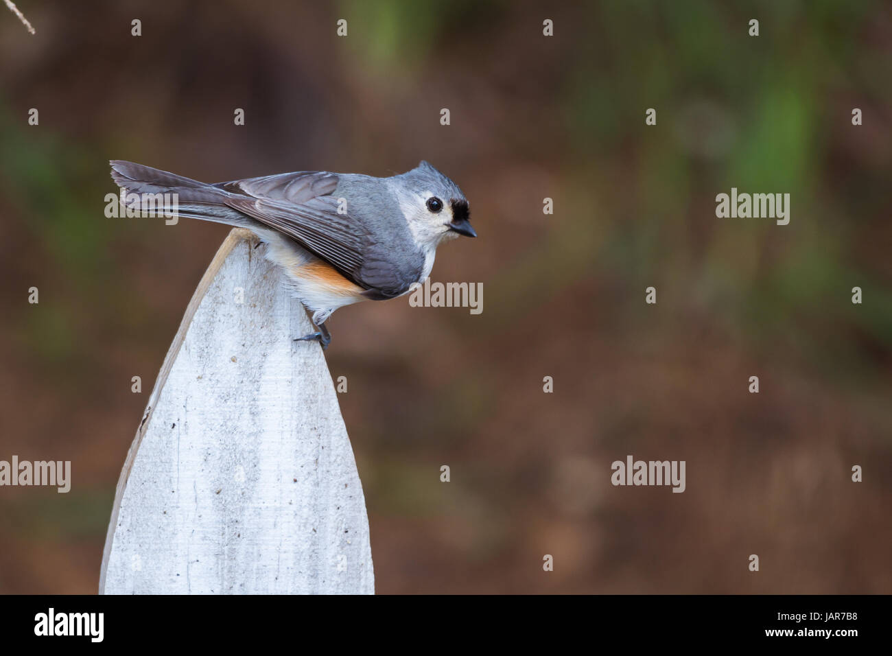 Cincia tufted bird arroccato su di una bianca staccionata in legno post Foto Stock