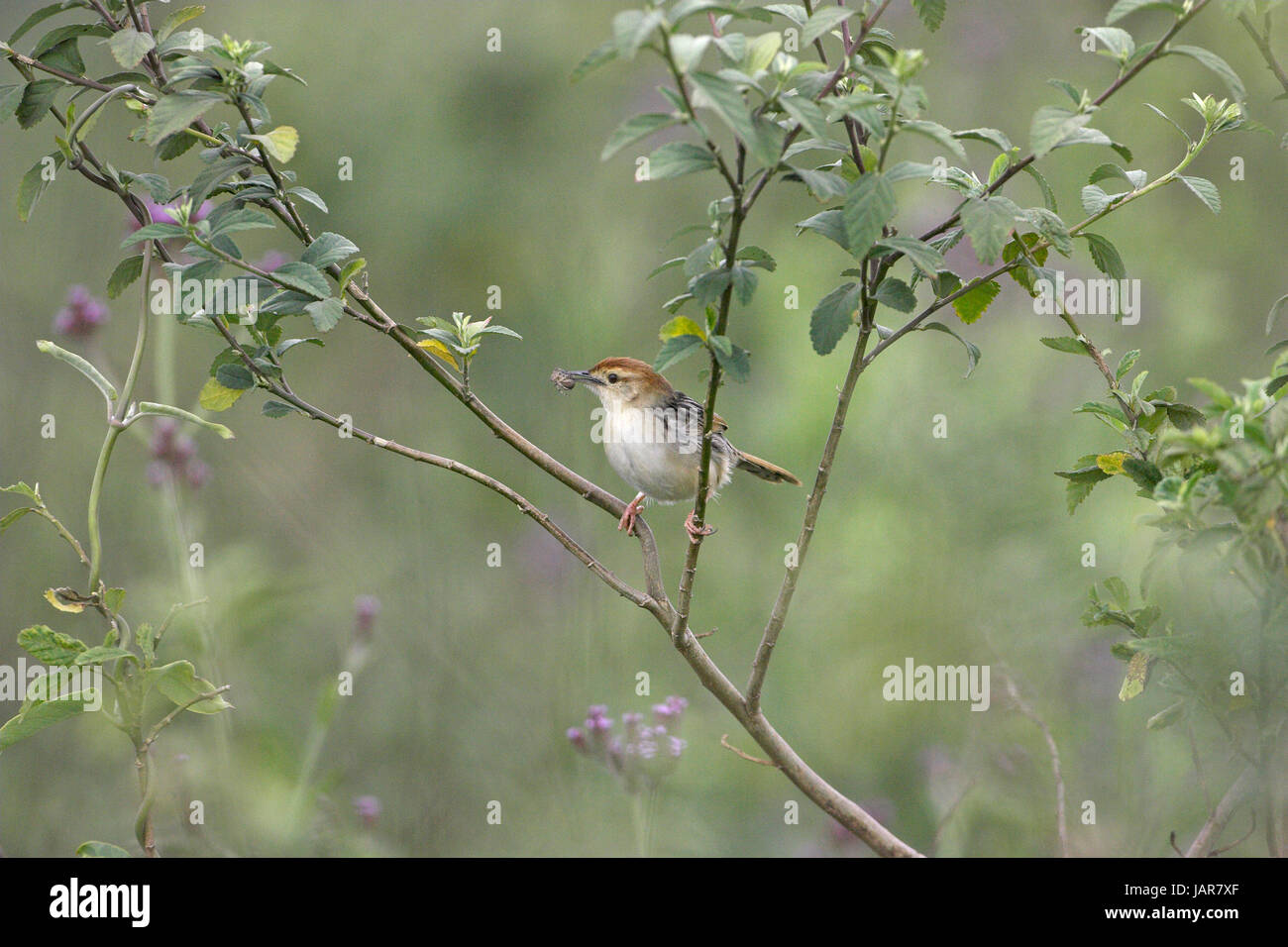 Levaillant's cisticola Cisticola tinniens con cibo per giovani Darvill il santuario degli uccelli Foto Stock