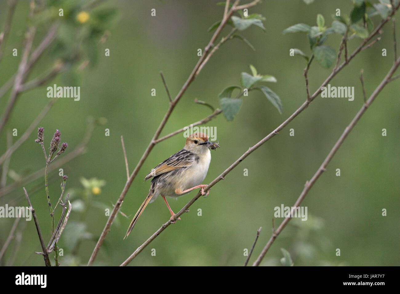 Levaillant's cisticola Cisticola tinniens con cibo per giovani Darvill il santuario degli uccelli Foto Stock